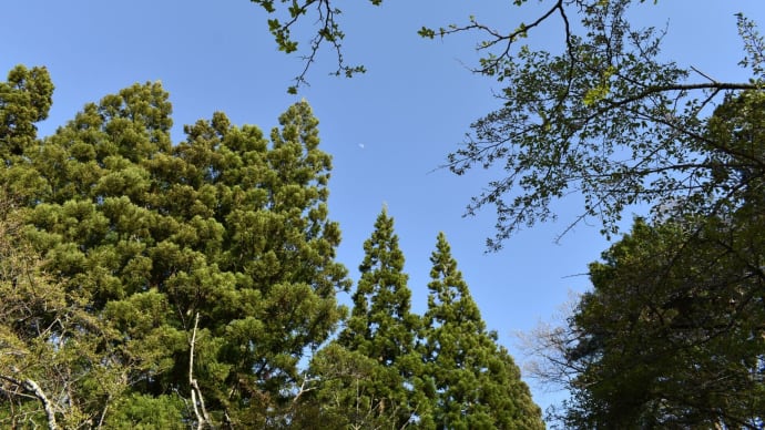 トトロの木と真昼の月。
