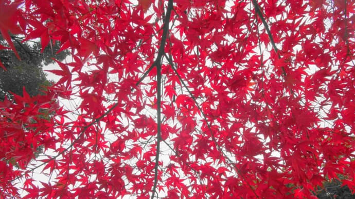 朝霞市界隈の紅葉ポタ