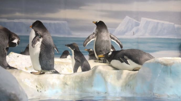アデリーペンギン亜成鳥の遠征