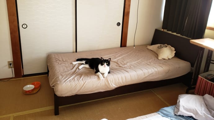 夏の猫