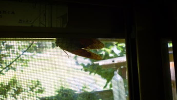遺影になりました…