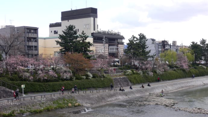 京都:桜巡り・円山公園へ!