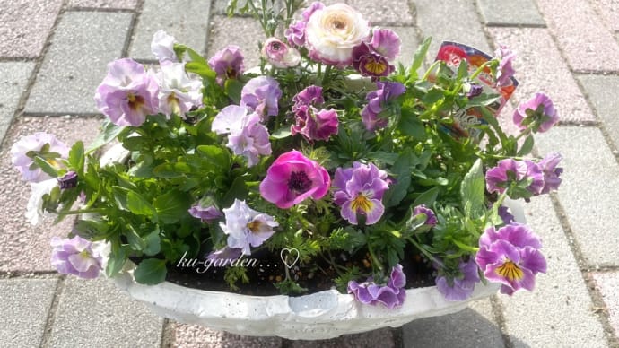 冬の作った寄せ植えにゆとりを