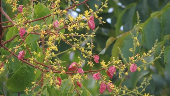 ちょっと気になる花&実たち(外来種編)~2024/9上旬