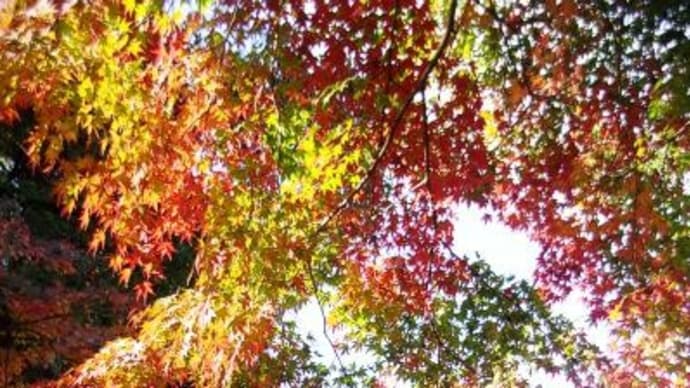 2022年11月21日(月)の「奈良市」と「大津市」(8)