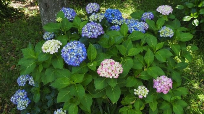 続・秋吉台と紫陽花