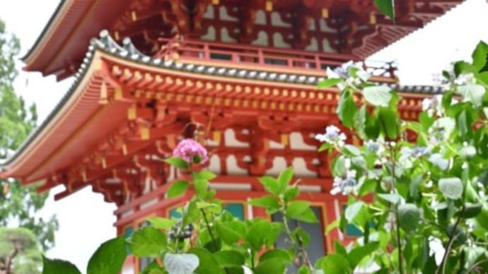 高幡不動尊のあじさい