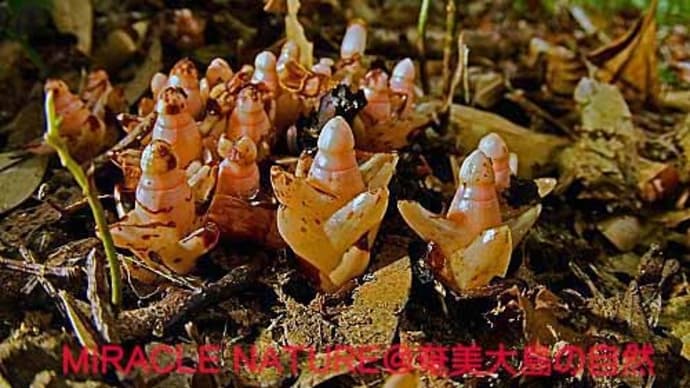 椎の根に寄生する植物:ヤッコソウ