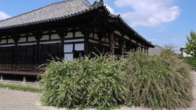 元興寺の萩