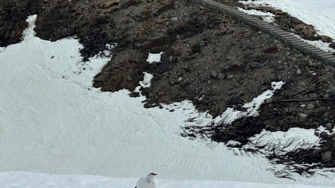 白い雷鳥探訪ツアーに参加、第二日