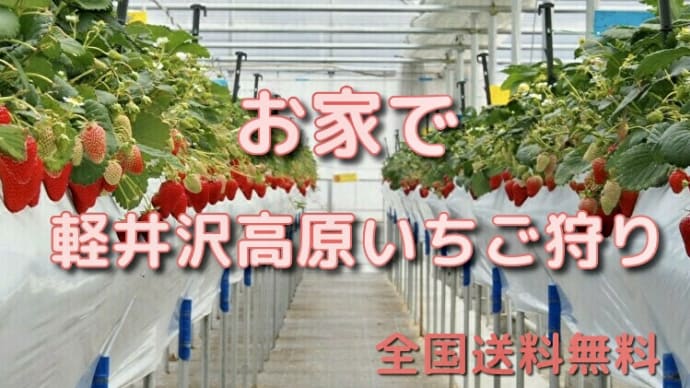 【🌟販売開始🌟】おうちでいちご狩り🍓