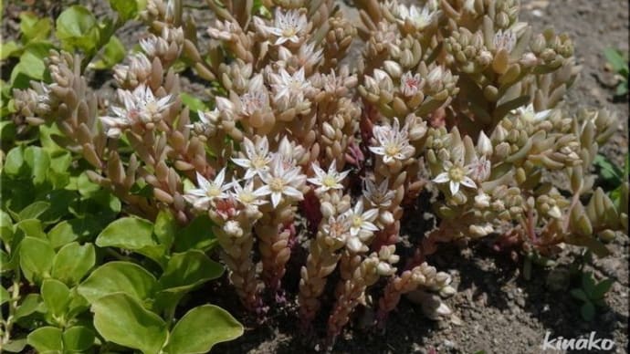 ガガイモの花と。