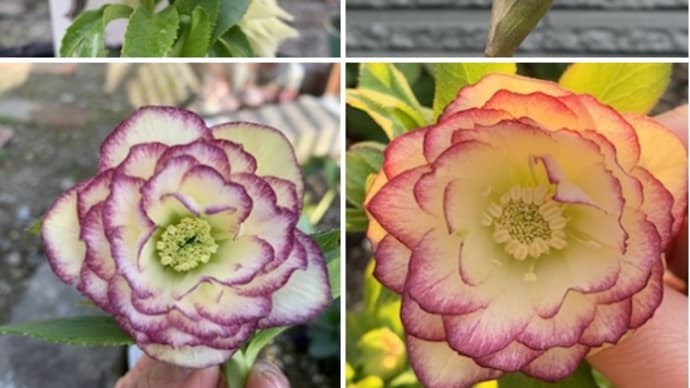 同じ花