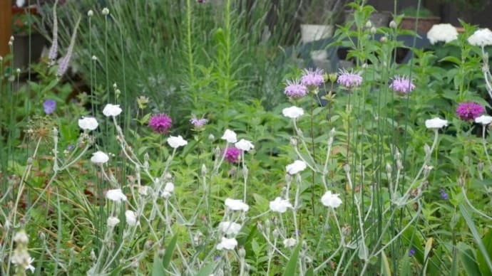 初夏の宿根草の競演と原種バラとアナベルと