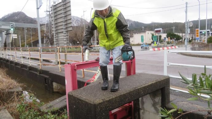 用水路の柳