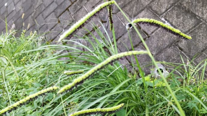 シマスズメノヒエ:小穂が