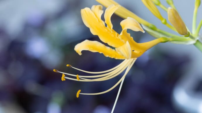 ●我が家の9月の花(13) 黄色い彼岸花が開花 白い彼岸花