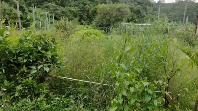 そろそろ秋植えの準備