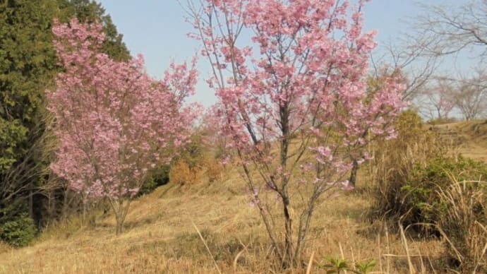 北本妙寺林道→桜咲く小萩園周回
