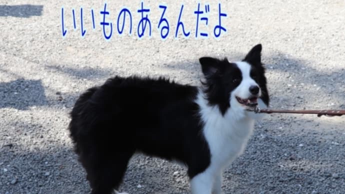 ボクいいもの見つけたんだよー