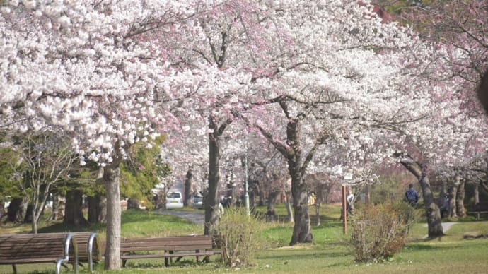 近くの公園の桜&小鳥たち