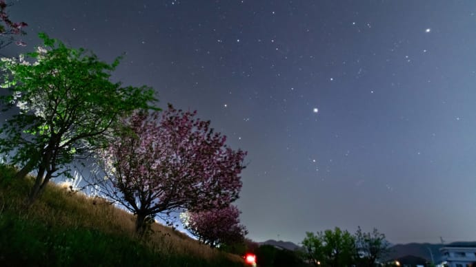八重桜と星空