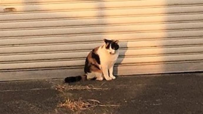 晩ご飯準備そっちのけで「ほぼ皆既月食」に夢中と「ノラ猫ちゃん(三毛猫)」(^^)