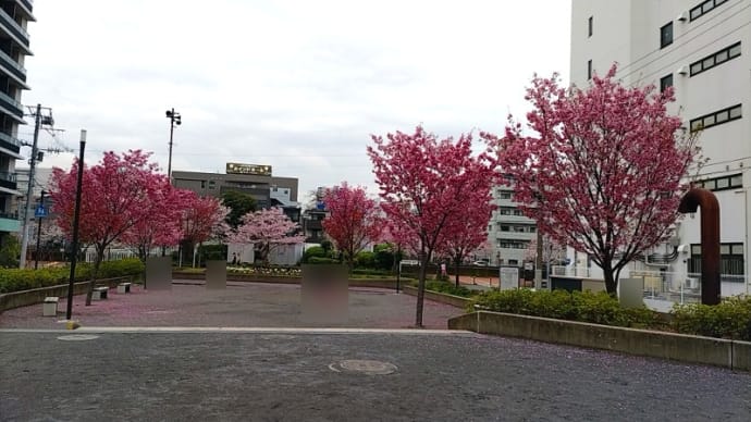 大岡川(黄金町付近)の桜　2024