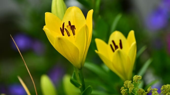 庭の花    北海道   続き
