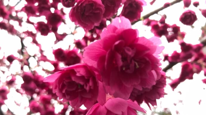寒緋桜(かんぴざくら)