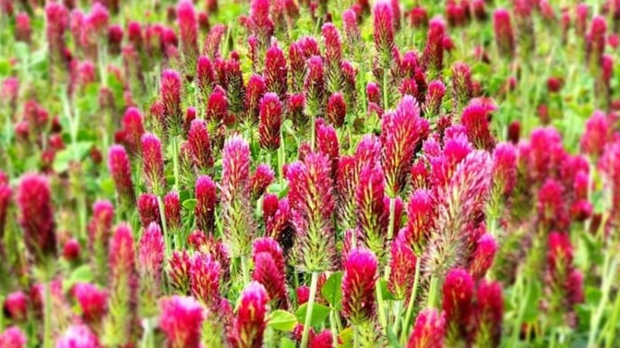 おおくまの花畑・クリムゾンクローバー
