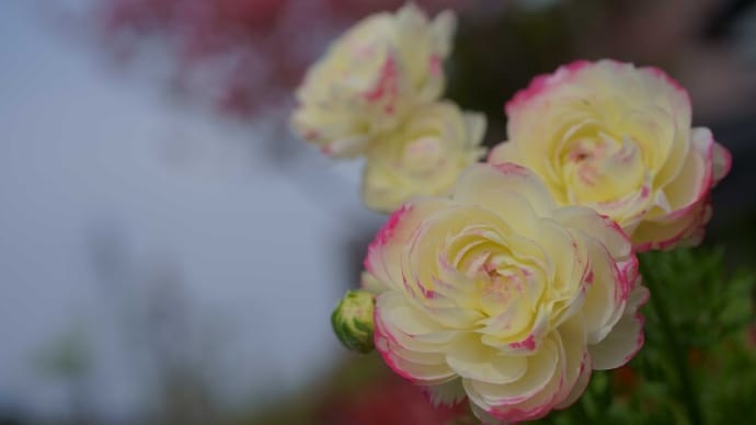 ●我が家の4月の花(10) ラナンキュラス 八重のチューリップ ハナミズキ