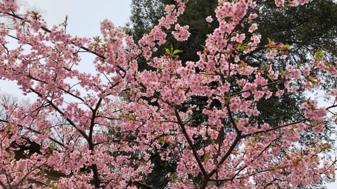神社の早咲きの桜🌸