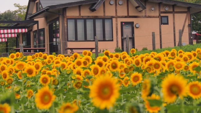 農林公園の「ひまわり」2024