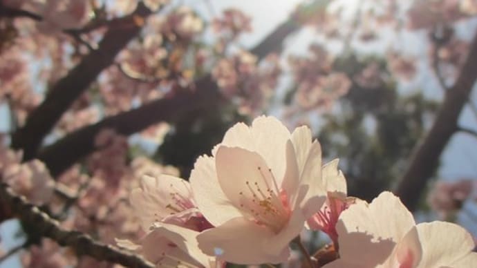 SAKURA
