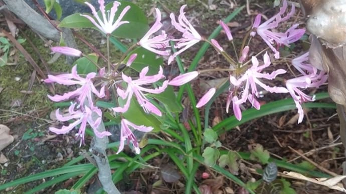 12月16日の花