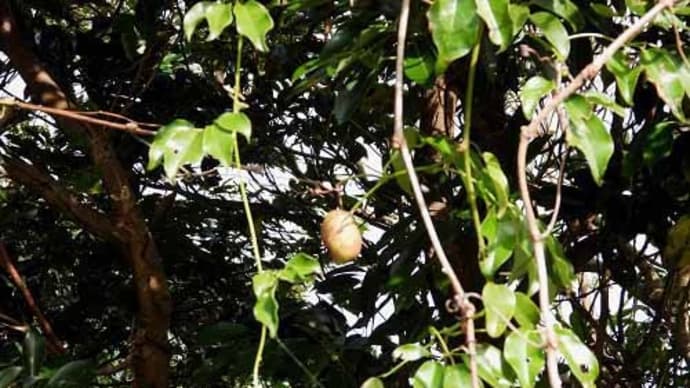 食べられる木の実:ムベ