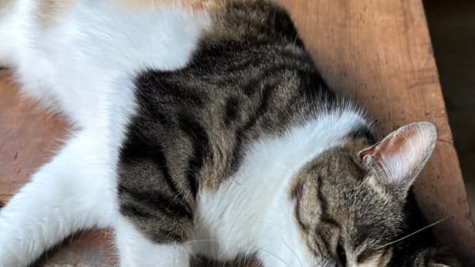 ミコ　太陽舎のシャーマン猫