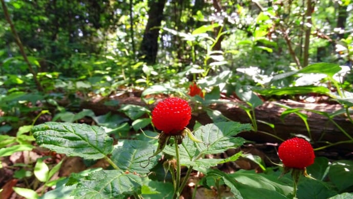 ブラ散歩で野辺の花を撮る Appendix:滴を纏ったタンナワレモコウ