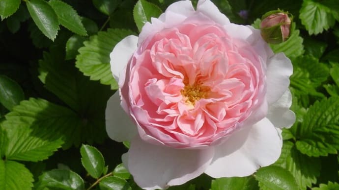「軽井沢レイクガーデンバラの花⑥」ワイルド・イブ~写真と短歌で綴る世界文化紀行