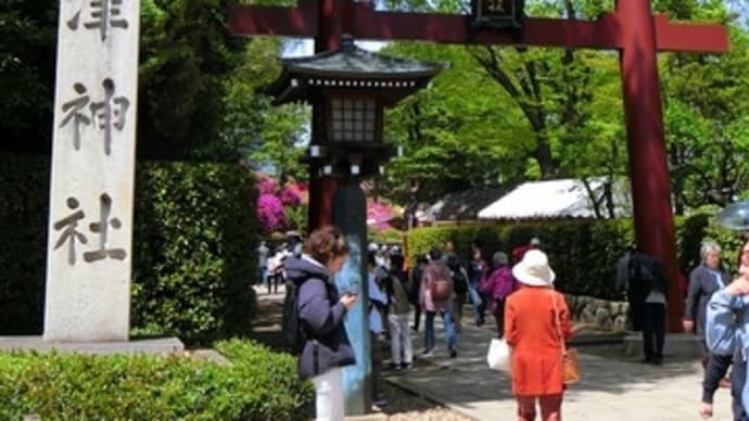 根津神社ツツジ祭り2019