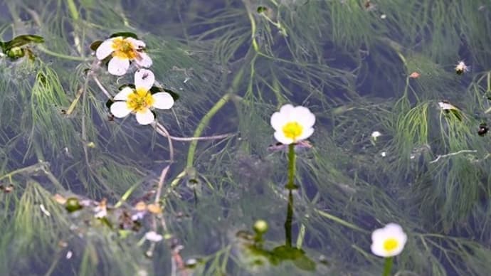 兵庫県神河町新野 バイカモ