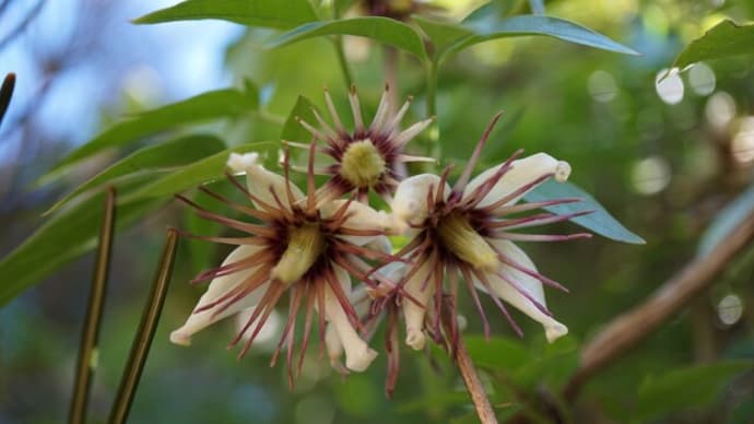 冬の花:クレマチス・ナパウレンシス