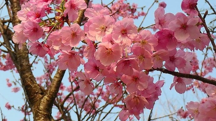 幸運の桜🌸「横浜緋桜」