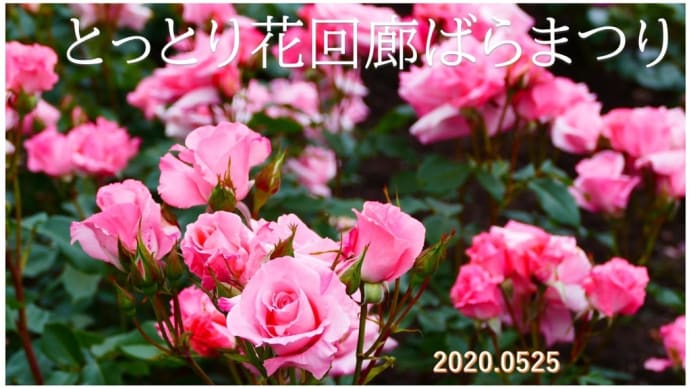 とっとり花回廊ばらまつり 05.25 動画あり