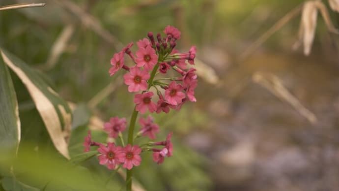 入笠山の花　”すずらん”だけではありません