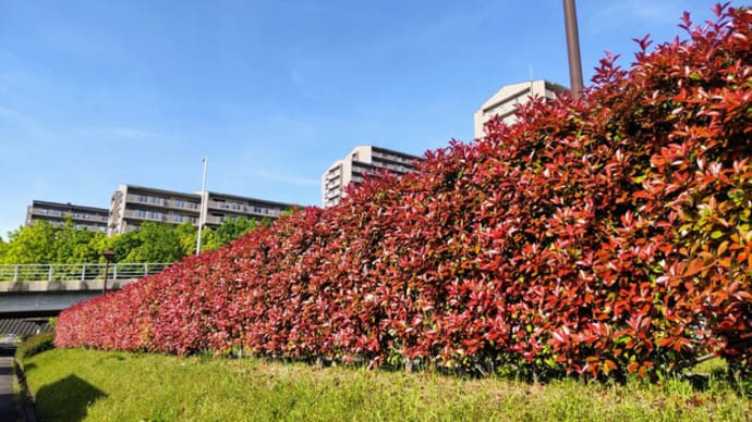 レッドロビン:紅色の素晴らしい垣根