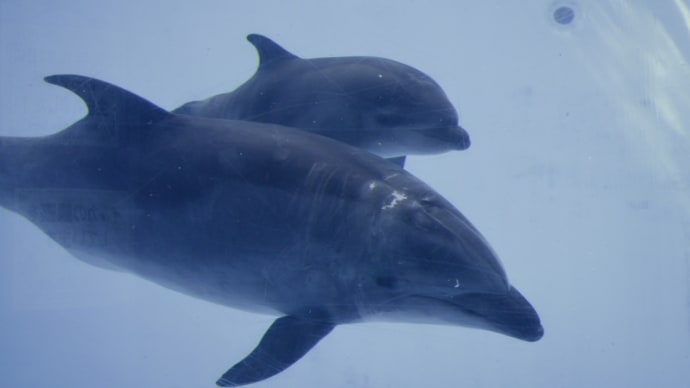 3/1の名古屋港水族館・・