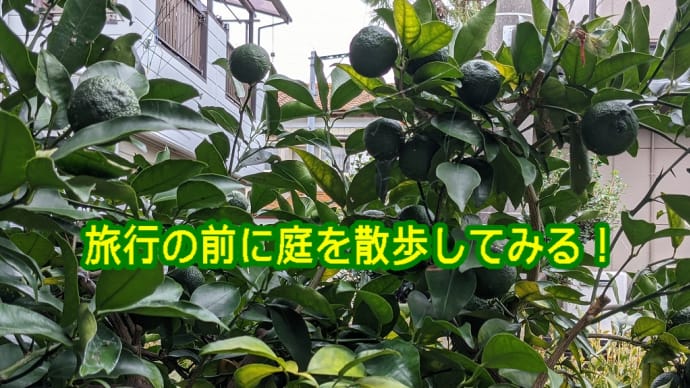 旅行の前に庭を散歩してみる！