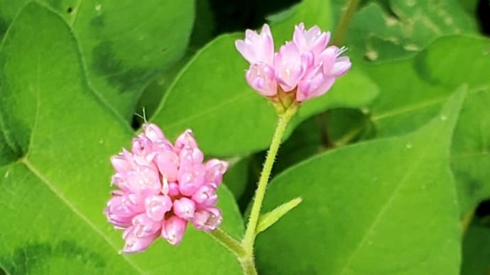動物の名前が入った植物、5種目ウシノヒタイ(ミゾソバ)とツリフネソウ